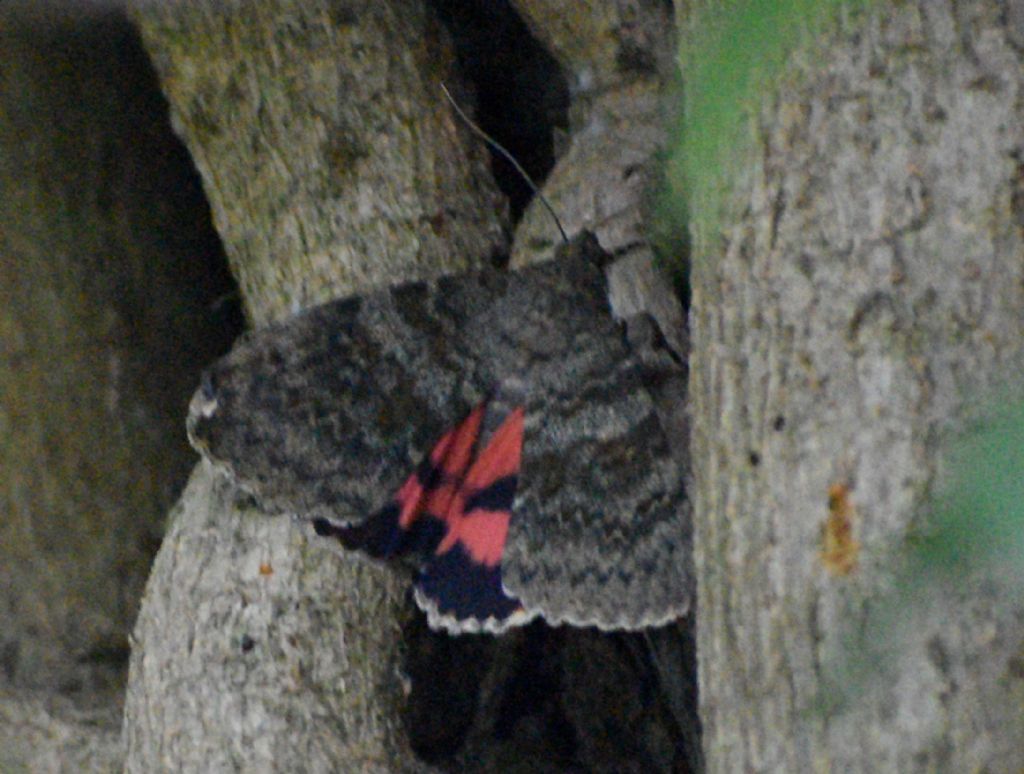 Catocala?  S, Catocala elocata
